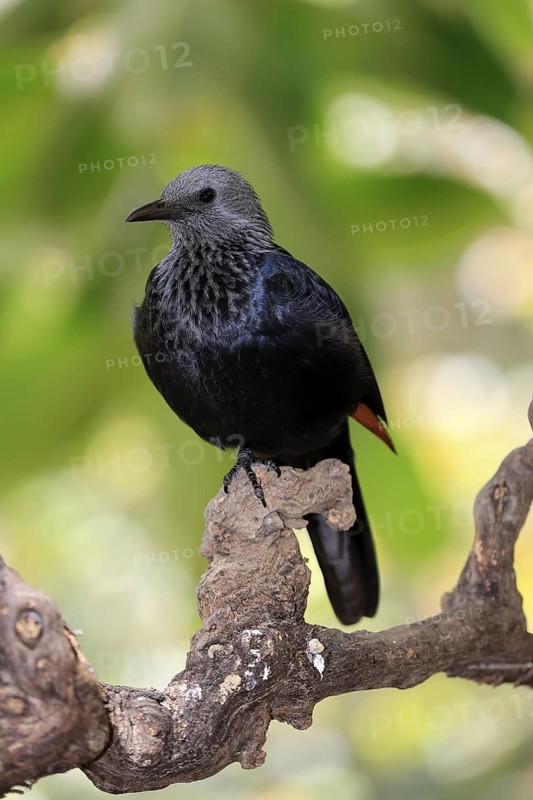 Red-winged Starling (Onychognathus morio), adult, perch, female, alert, Mountain Zebra National Park, South Africa