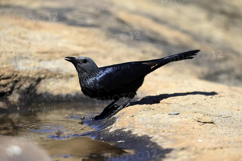 Red-winged Starling (Onychognathus morio), adult, at the water, female, drinking, Mountain Zebra National Park, South Africa