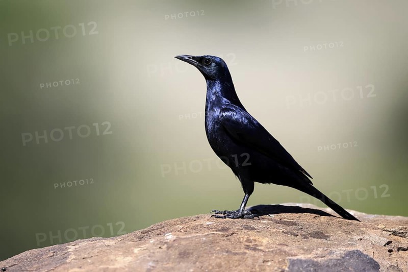 Red-winged Starling (Onychognathus morio), adult, on rocks, male, alert, Mountain Zebra National Park, South Africa