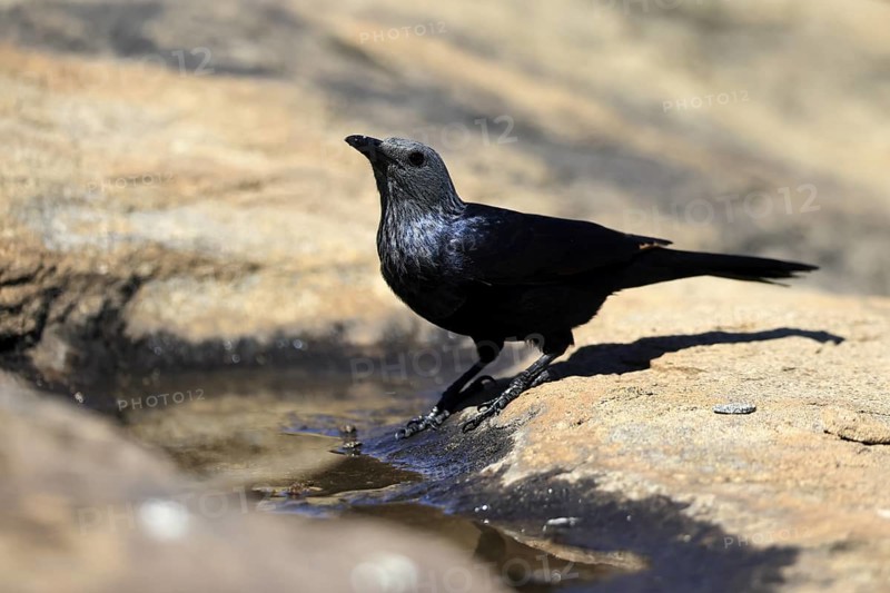Red-winged Starling (Onychognathus morio), adult, at the water, female, Mountain Zebra National Park, South Africa