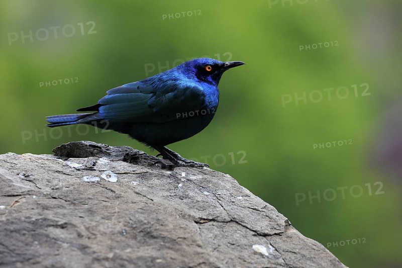 Red-shouldered Glossy Starling (Lamprotornis nitens), adult, on rocks, alert, Mountain Zebra National Park, South Africa