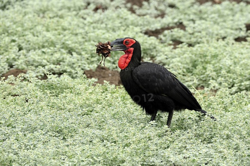 Red-faced Hornbill (Bucorvus leadbeateri), Southern ground hornbill, Red-cheeked Hornbill, Kaffir Hornbill, adult, with prey, with food, frog, on ground, Kruger, Kruger National Park, South Africa