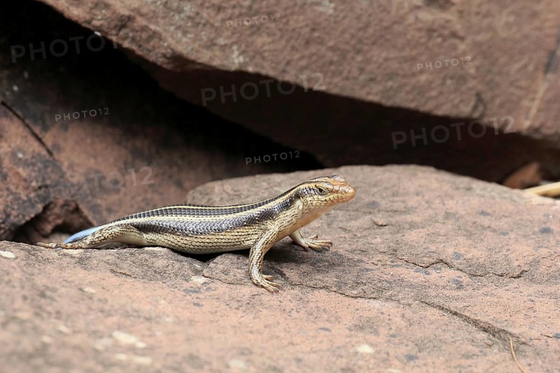 Rainbow skink (Trachylepis margaritifera), adult, female, at the den, foraging, Kruger, Kruger National Park, South Africa