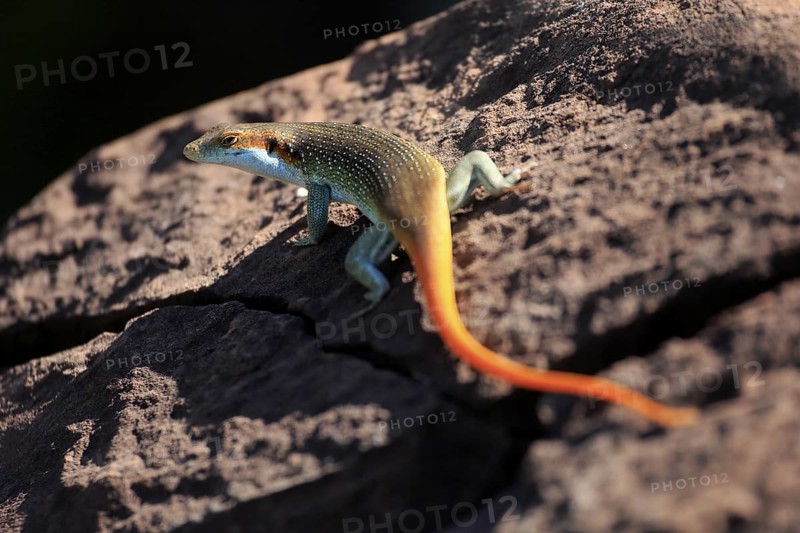 Rainbow skink (Trachylepis margaritifera), adult, male, on rocks, foraging, Kruger, Kruger National Park, South Africa