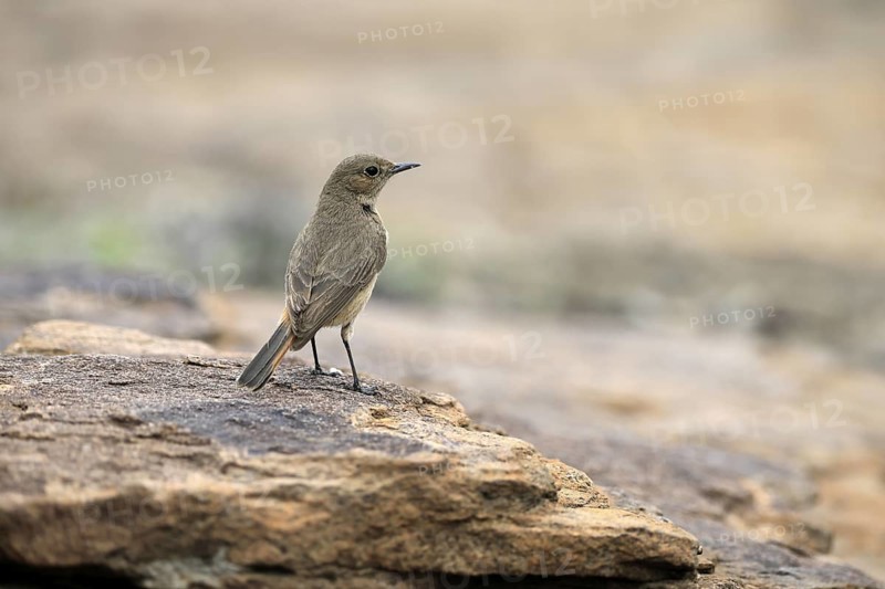 Rusty-tailed Wheatear (Oenanthe familiaris), adult, on rocks, foraging, alert, Mountain Zebra National Park, Eastern Cape, South Africa