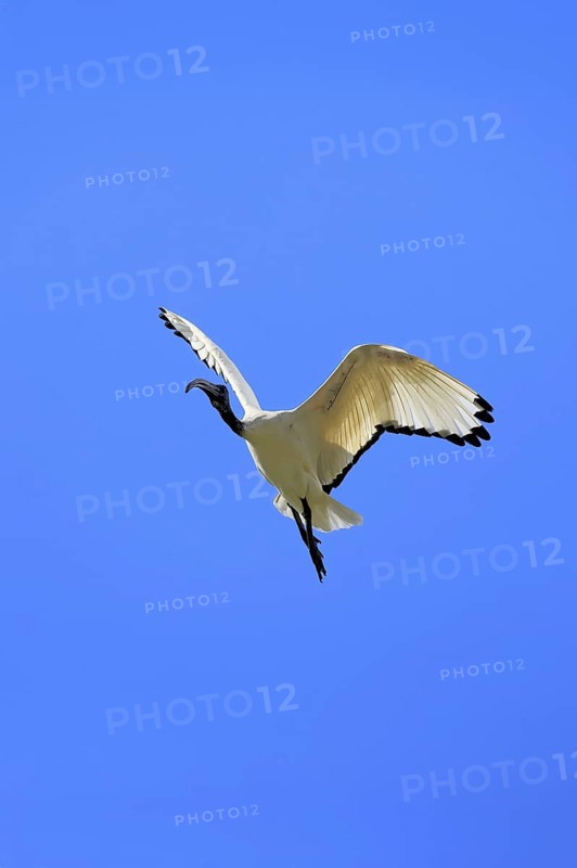 Pharaoh ibis (Threskiornis aethiopicus), adult, flying, Table Mountain National Park, Western Cape, South Africa