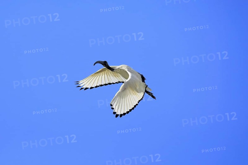 Pharaoh ibis (Threskiornis aethiopicus), adult, flying, Table Mountain National Park, Western Cape, South Africa