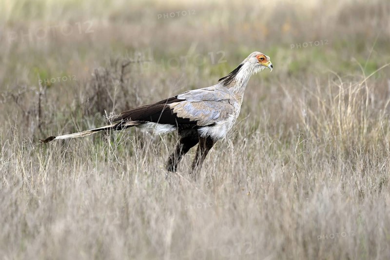 Secretary (Sagittarius serpentarius), adult, foraging, alert, Mountain Zebra National Park, Eastern Cape, South Africa
