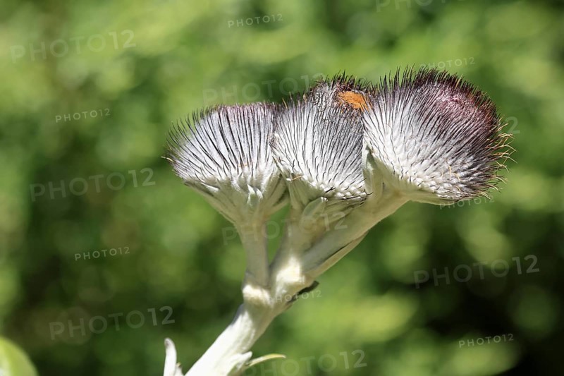Oldenburgia grandis, flower, flowering, shrub, Kirstenbosch Botanical Gardens, Cape Town, South Africa