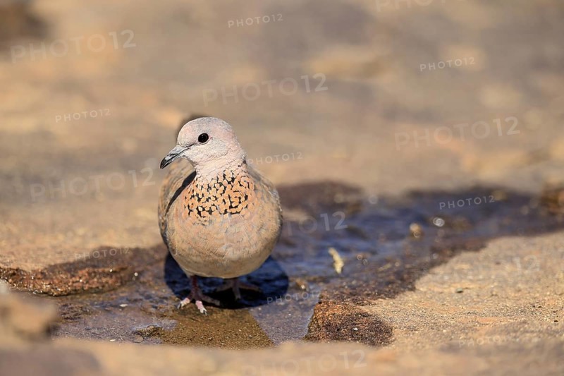 Palm Pigeon (Spilopelia senegalensis), adult, at the water, Mountain Zebra National Park, Eastern Cape, South Africa