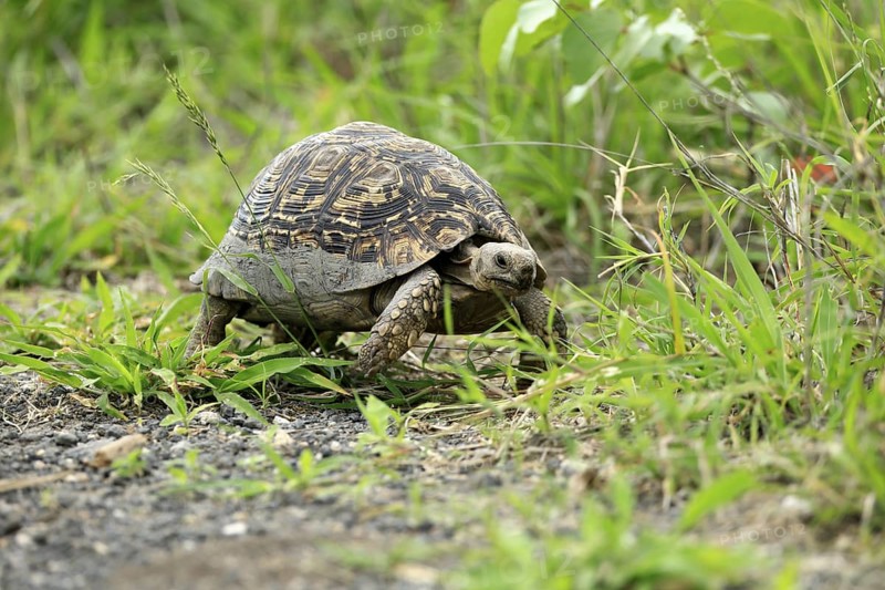 Panther tortoise (Stigmochelys pardalis), adult, running, foraging, Kruger, Kruger National Park, South Africa
