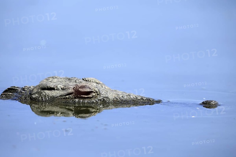 Nile crocodile (Crocodylus niloticus), adult, in water, resting, portrait, Kruger, Kruger National Park, South Africa