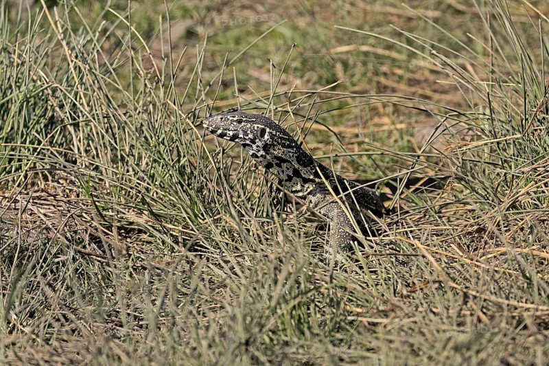 Nile monitor lizard (Varanus niloticus), adult, foraging, Kruger, Kruger National Park, South Africa