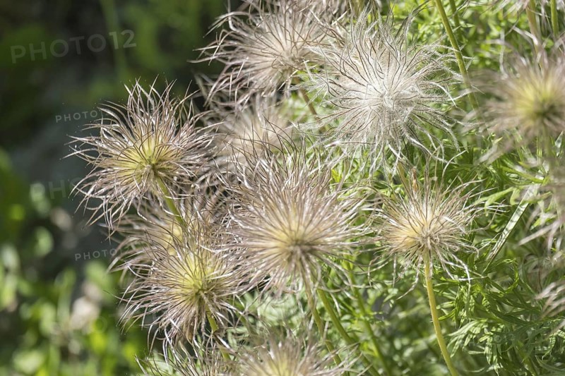 Fruit clusters of the common pasque flower, Münsterland, North Rhine-Westphalia, Germany