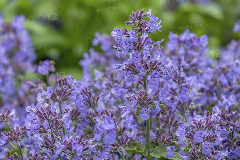 Catmint (Nepeta), North Rhine-Westphalia, Germany