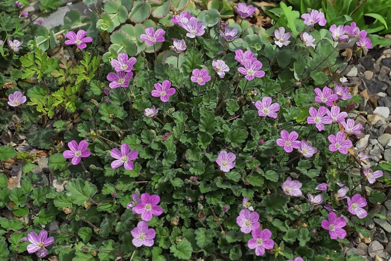 Heron's beak (Erodium), North Rhine-Westphalia, Germany