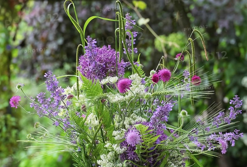 Bouquet with allium and catnip, North Rhine-Westphalia, Germany