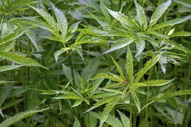 Industrial hemp field (Cannabis sativa) grown for paper, rope, textiles, clothing, biodegradable plastics, paint, insulation, biofuel, food and fodder