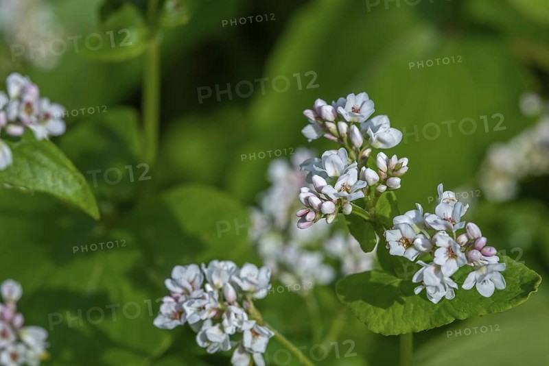 Common buckwheat (Fagopyrum esculentum) in flower in late spring, early summer, cultivated for its grain-like seeds and as a cover crop