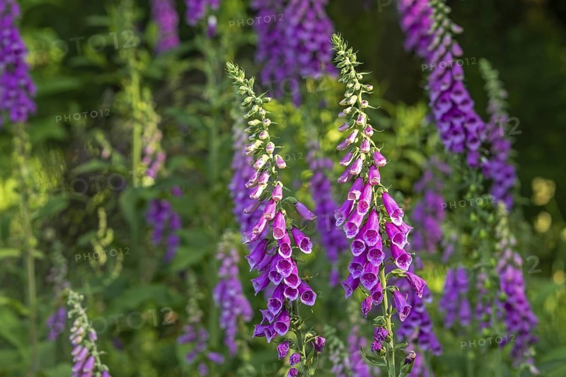 Common foxglove (Digitalis purpurea) in flower in forest in late spring, early summer