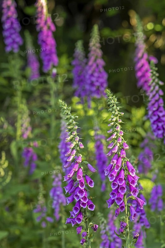 Common foxglove (Digitalis purpurea) in flower in forest in late spring, early summer