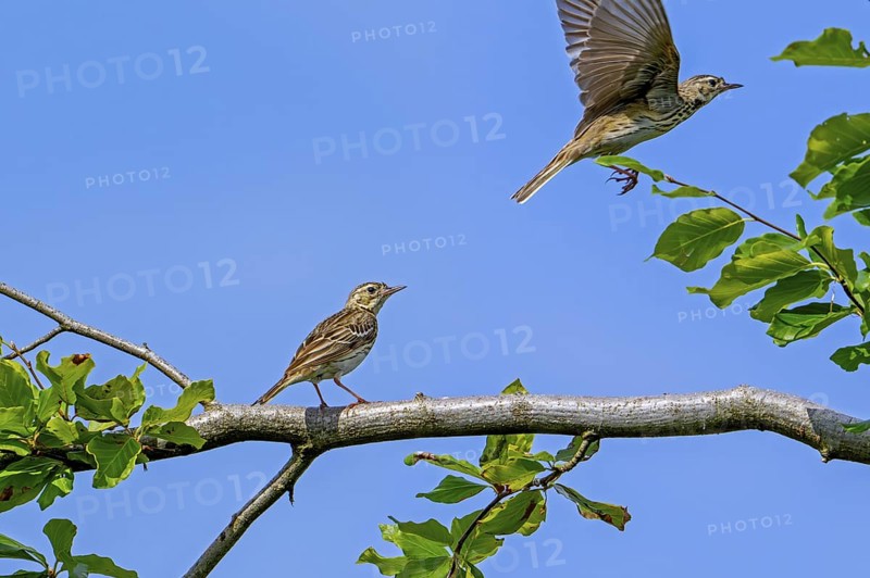Two tree pipits (Anthus trivialis, Alauda trivialis) perched in tree at open woodland in late spring, early summer