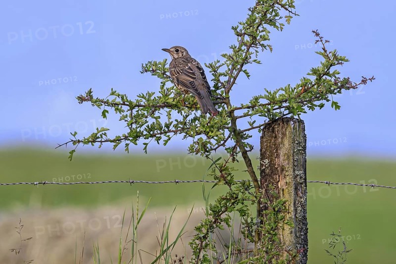 Mistle thrush (Turdus viscivorus) juvenile perched in bush along meadow in late spring, early summer