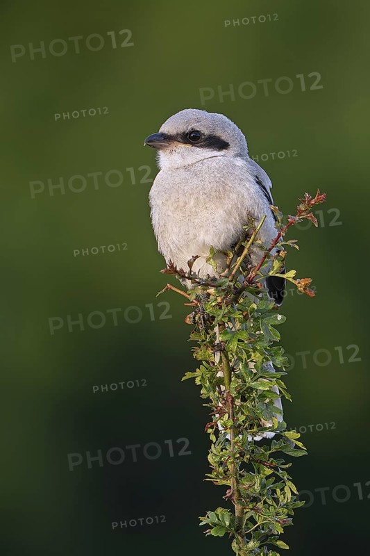 Great grey shrike (Lanius excubitor) juvenile, carnivorous songbird perched in bush along meadow in late spring, early summer