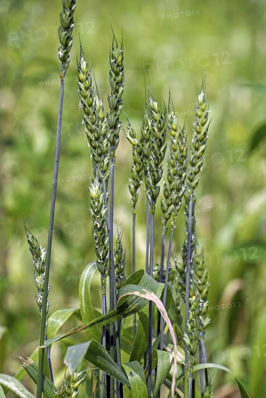 Lavett, common spring wheat, bread wheat (Triticum aestivum) variety for organic cultivation. Close-up of spikes in late spring, early summer