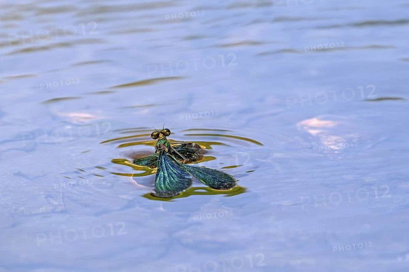 Beautiful demoiselle (Calopteryx virgo) male damselfly drowning in stream because surface tension holds its wings in the water