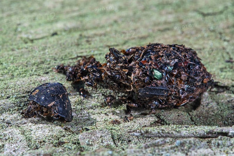 Close-up of shrike (Lanius spec.) pellet containing regurgitated undigested remains of insect legs and beetle shells, exoskeletons