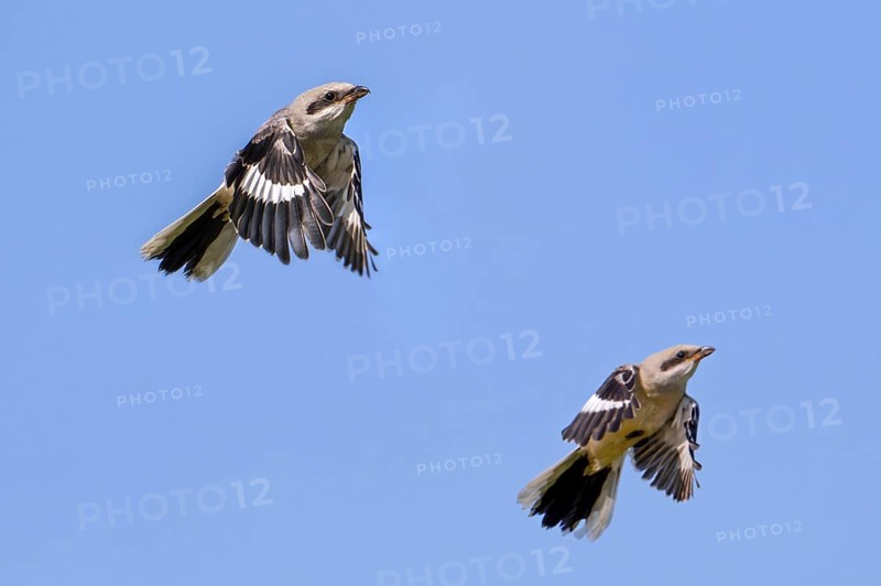 Two young great grey shrike (Lanius excubitor) juveniles flying against blue sky in late spring, early summer