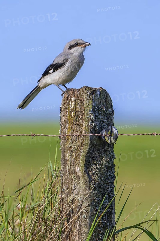 Great grey shrike (Lanius excubitor) juvenile perched on weathered wooden fence post with barbed wire along meadow in late spring, early summer