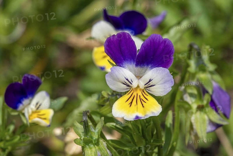 Wild pansy, Johnny Jump up, heartsease, heart's ease (Viola tricolor) close-up of colourful perennial in flower in spring, summer