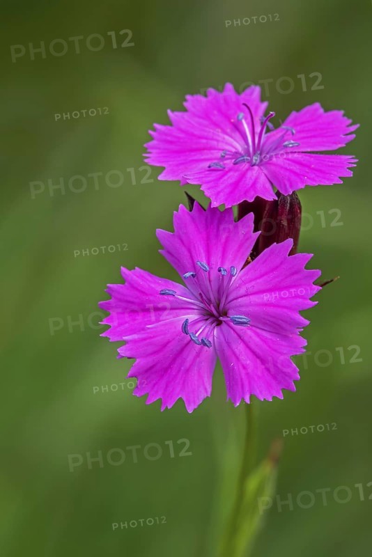 Carthusian pink (Dianthus carthusianorum) in flower, herbaceous perennial plant native to Europe