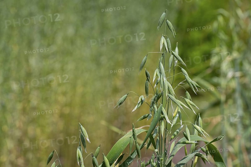 Common oat (Avena sativa), close-up of spikelets, cereal grain used for human consumption and as livestock feed