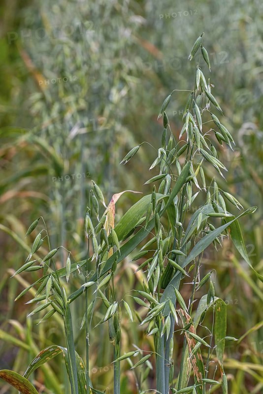 Common oat (Avena sativa), close-up of spikelets, cereal grain used for human consumption and as livestock feed