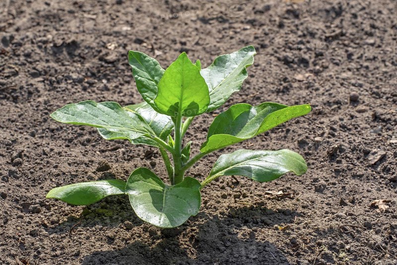 Cultivated tobacco, common tobacco (Nicotiana tabacum) plant on field in late spring, early summer, native to the Caribbean