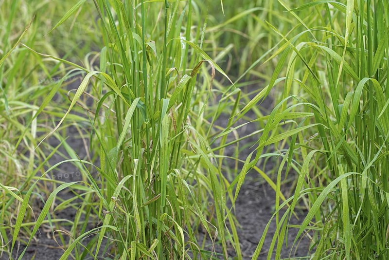 Domesticated einkorn wheat (Triticum monococcum) plants on field in late spring, early summer