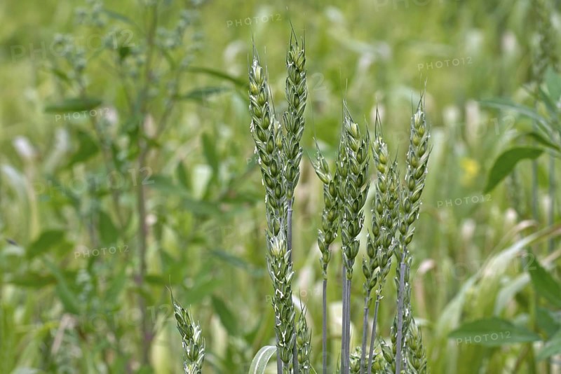 Lavett, common spring wheat, bread wheat (Triticum aestivum) variety for organic cultivation. Close-up of spikes in late spring, early summer
