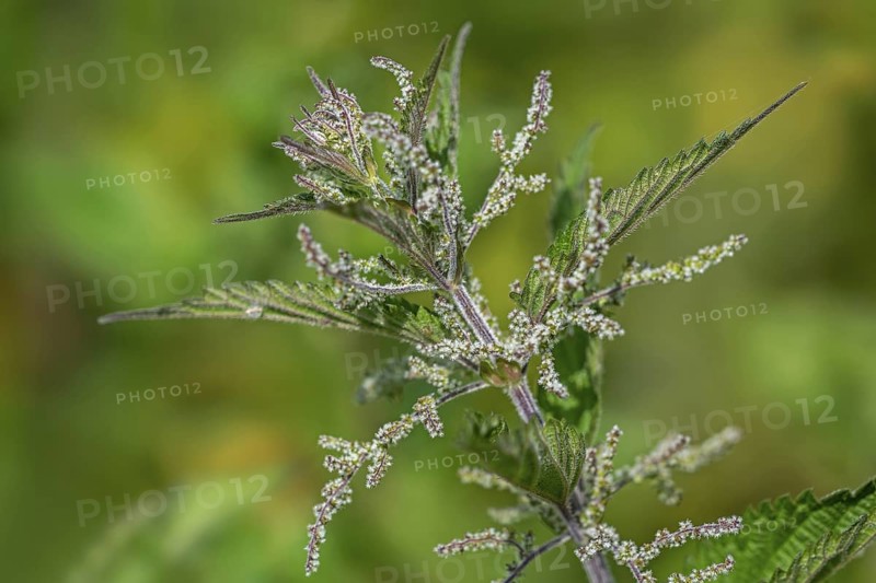 Common nettle, burn nettle, stinging nettle, nettle leaf, stinger (Urtica dioica), close-up of female flowers in late spring, early summer