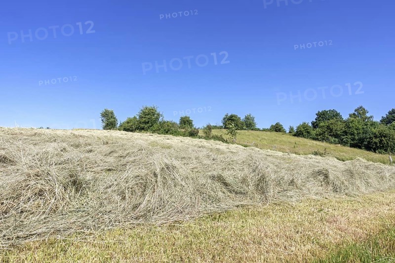 Partially dried mown grass in field, meadow, used as animal, livestock fodder drying before being baled into hay bales in early summer