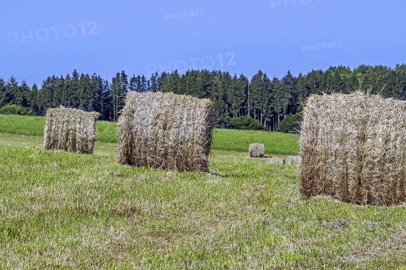 Baled partially dried mown grass in field, meadow in early summer, formed into cylindrical hay bales used as animal, livestock fodder