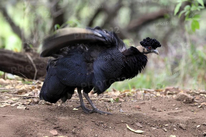 Ruffed guinea fowl (Guttera pucherani), adult, on the ground, grooming, Kruger, Kruger National Park, South Africa