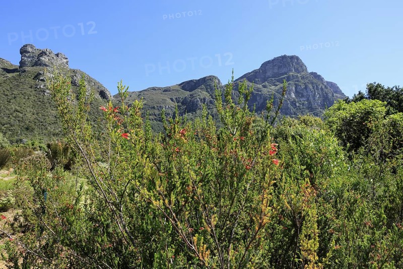 Kirstenbosch Botanical Garden, landscape, lush vegetation, in spring, flowers, blooming, blossoms, shrubs, Cape Town, South Africa