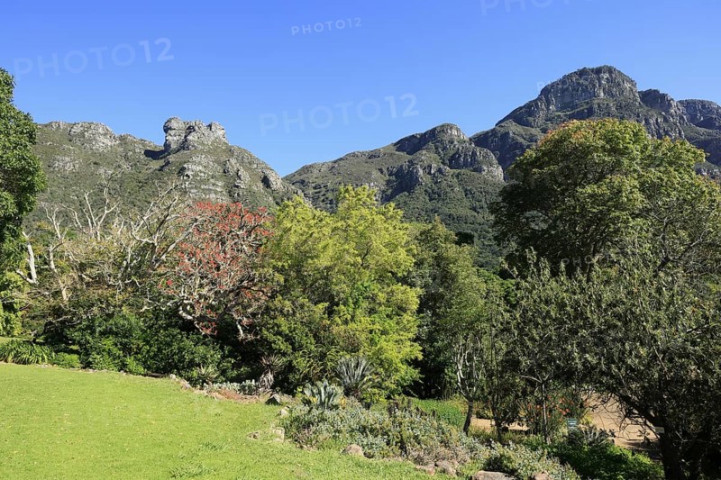 Kirstenbosch Botanical Garden, landscape, lush vegetation, in spring, Cape Town, South Africa