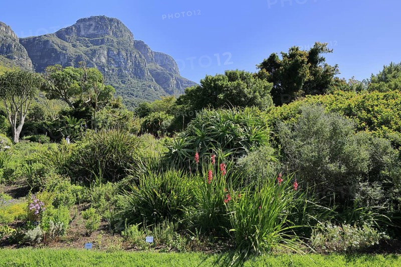 Kirstenbosch Botanical Garden, landscape, blooming, blossoms, flowers, in spring, Cape Town, South Africa