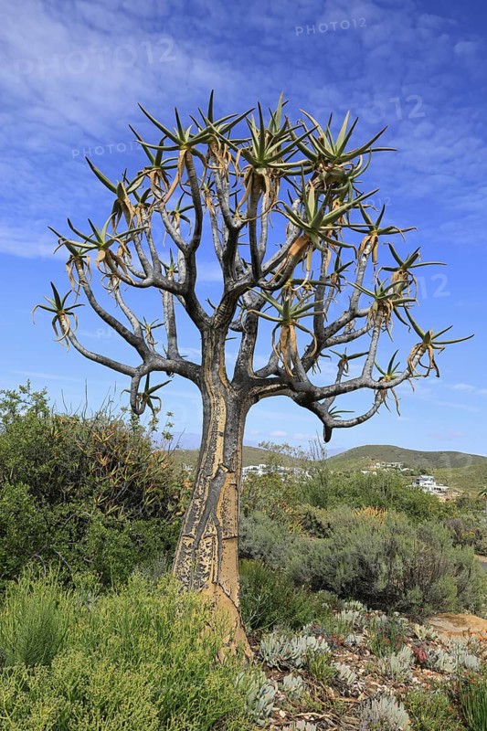 Quiver tree (Aloe dichotoma), Kokerboom, Aloes, Karoo Desert Botanic Garden, Worcester, Western Cape, South Africa
