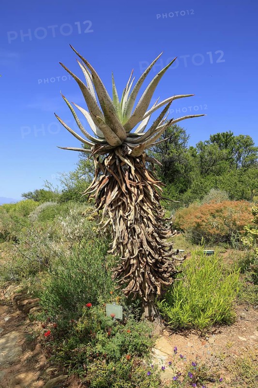 Cape Aloe, Aloe ferox, plant, Karoo Desert Botanic Garden, Worcester, Western Cape, South Africa