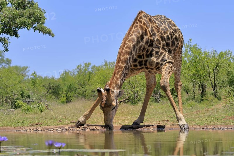 Cape giraffe (Giraffa camelopardalis giraffa), adult, water, drinking, Kruger, Kruger National Park, South Africa
